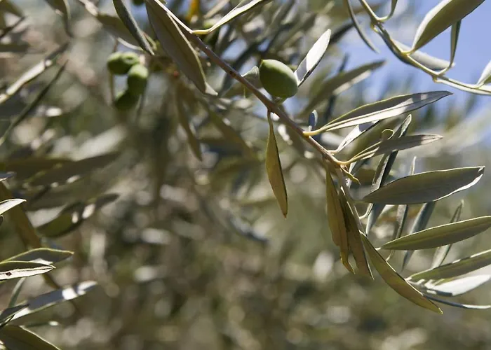 Olivier Avec Terrasse A