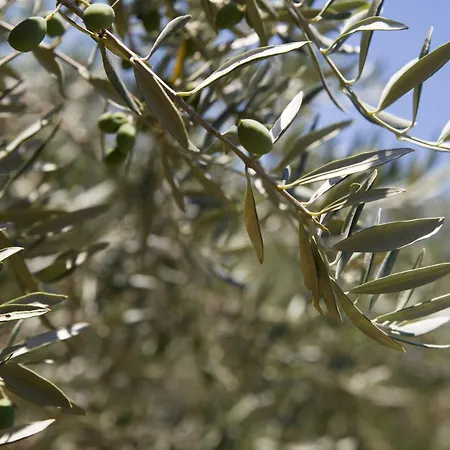 Olivier Avec Terrasse A